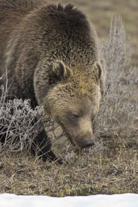 Grizzly Up Close & Personal +