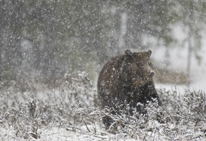 Snow Bear +