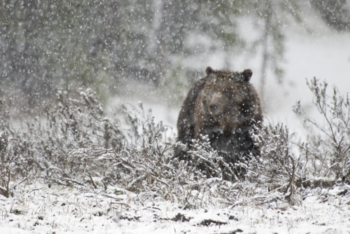 More Snow Bear +