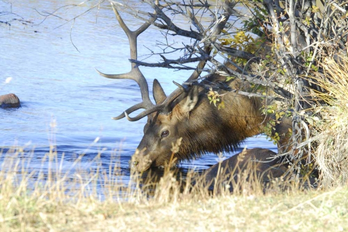 The Water Hole