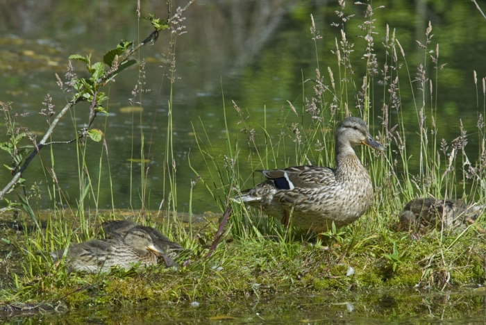 Black Duck and Ducklings