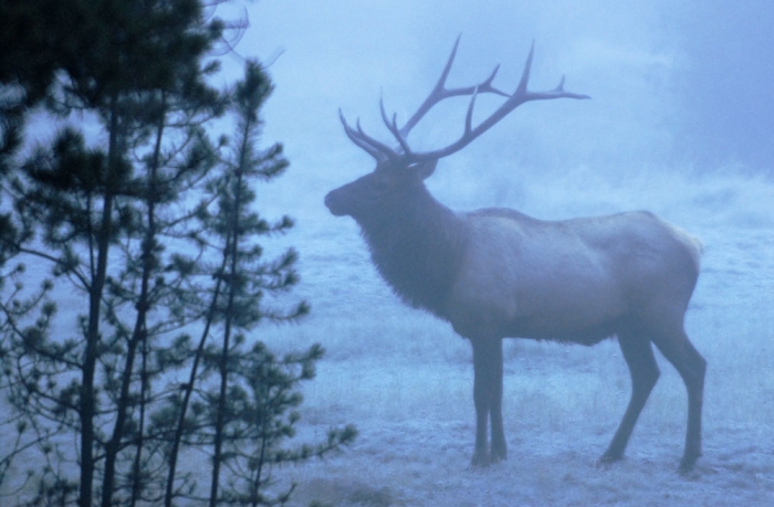 Early Morning Snow