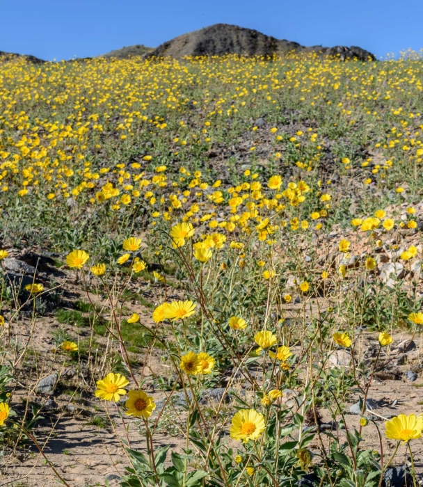 Sunflowers Beneath Ibex Hills