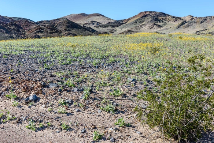 Ibex Hills Wildflowers