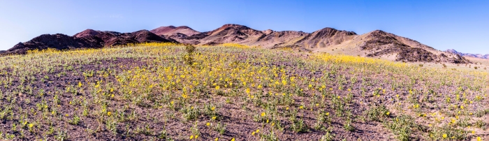 Ibex Hills Wildflowers