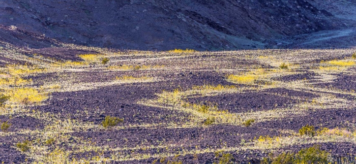 Zig-Zag Wildflowers