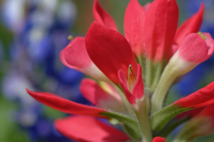 Red Paintbrush