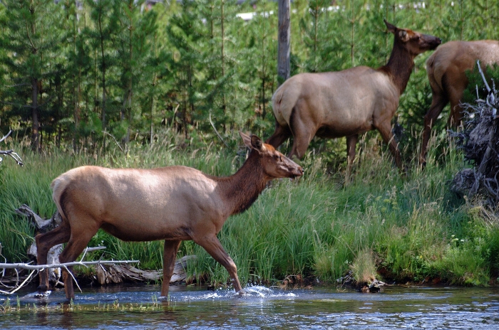 Elk on the Firehole River +