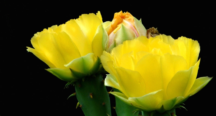 Eastern Prickly Pear Cactus