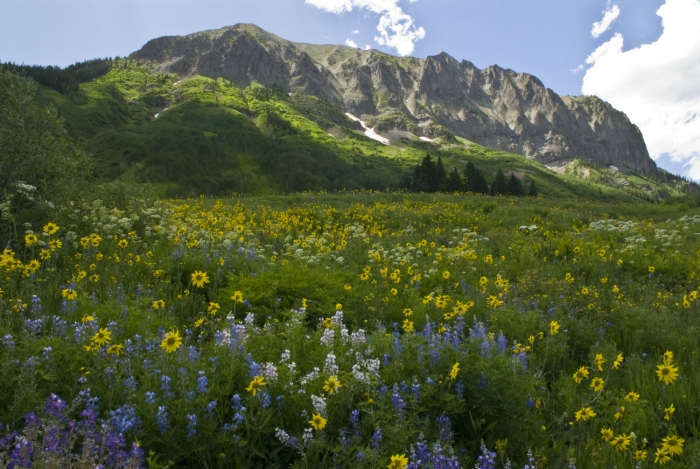 Gothic Mountain +