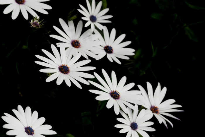 Daisies