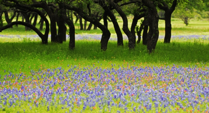 Spanish Trail Bluebonnets