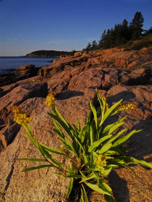 Life on the Rocks