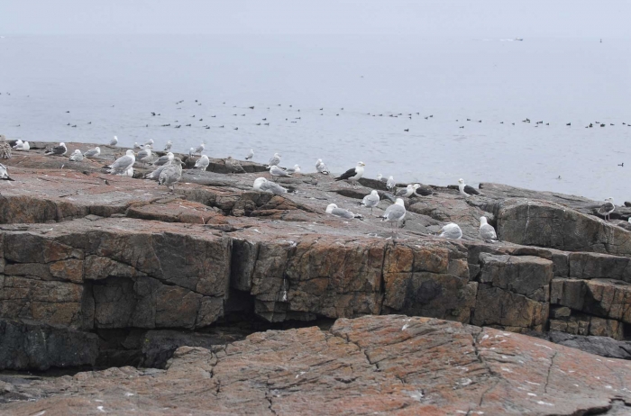 Seagulls and Brant