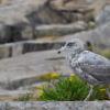 Immature Gull