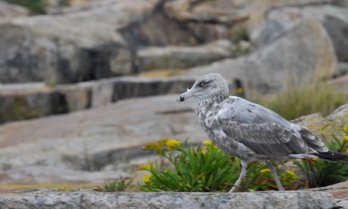 Immature Gull