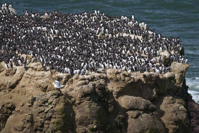 "Auk", I mean Murres +