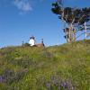 Lupine and Lighthouses