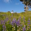 Blue Lupine