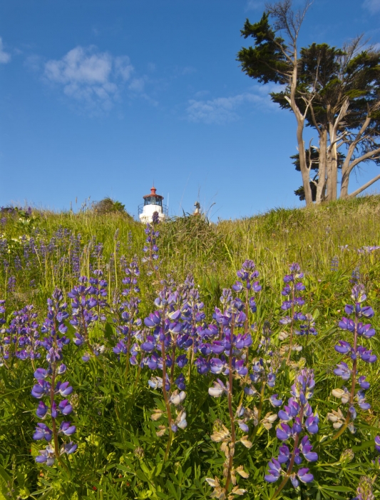 Blue Lupine