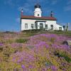 Ice Plant