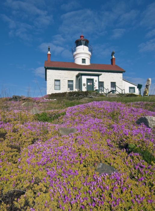 Ice Plant