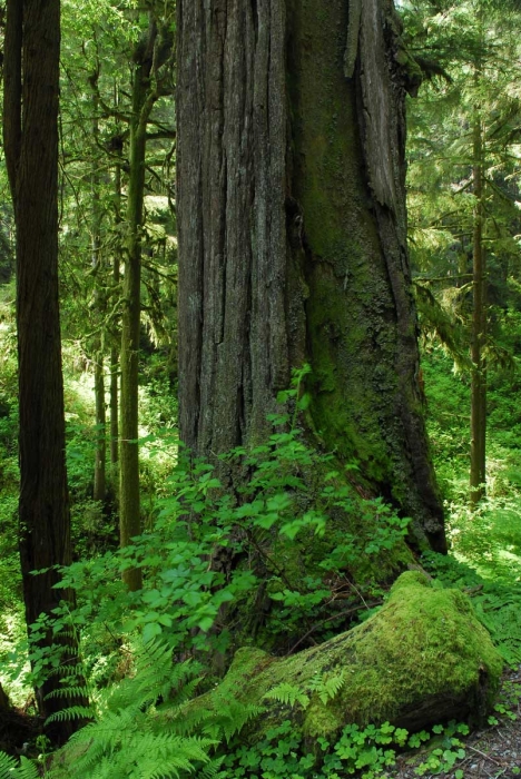 Jedidiah Smith Redwood Preserve