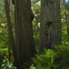 Jedidiah Smith Redwood Preserve