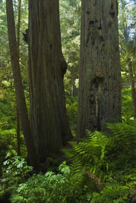 Jedidiah Smith Redwood Preserve