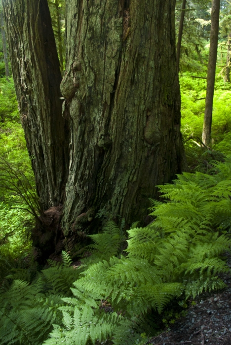 Jedidiah Smith Redwood Preserve