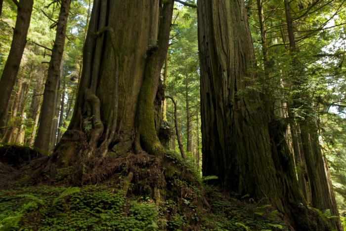 Forest Giants