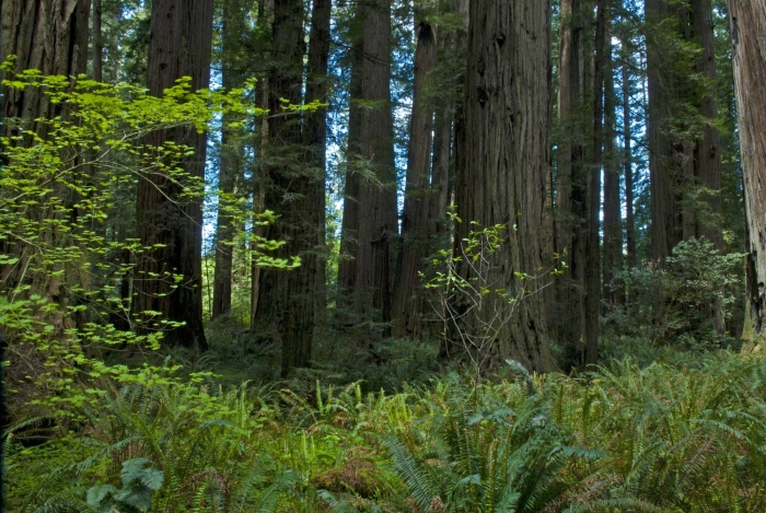 Redwood Grove