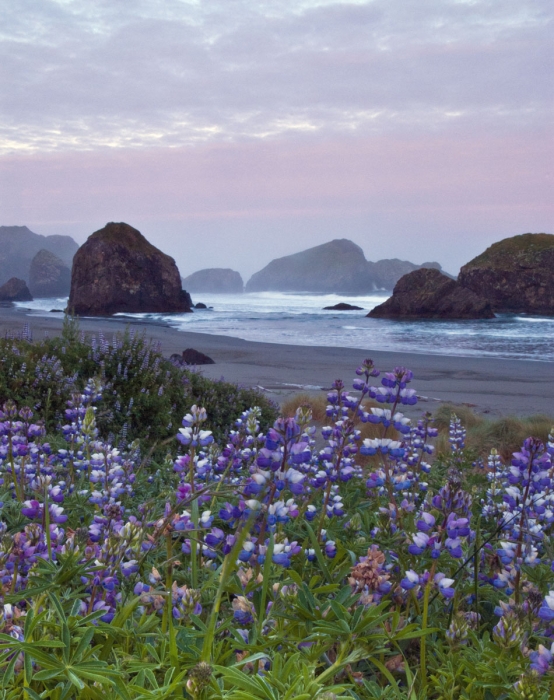 Early Morning Lupine