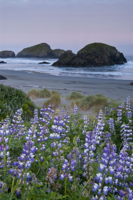 Early Morning Lupine