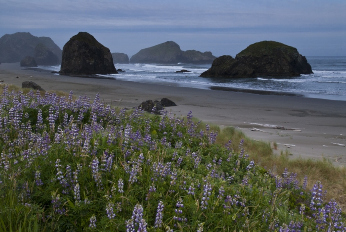 More Pistol River Lupine +