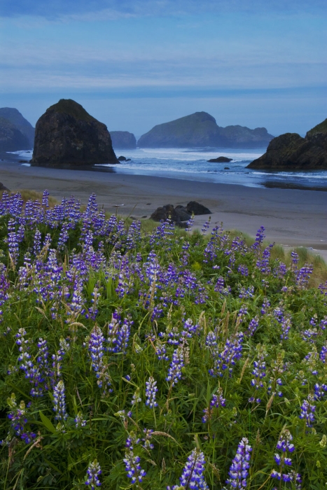 Pistol River Lupine