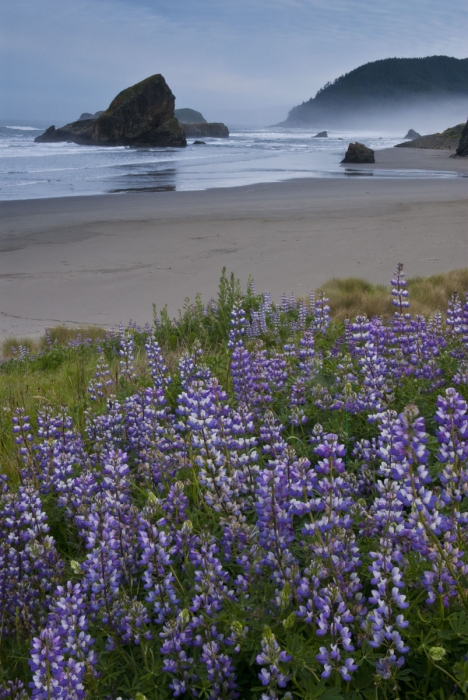 Blue Lupine