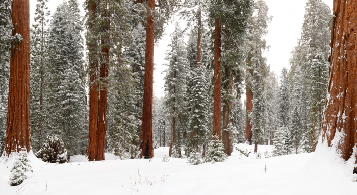 The Sequoias +