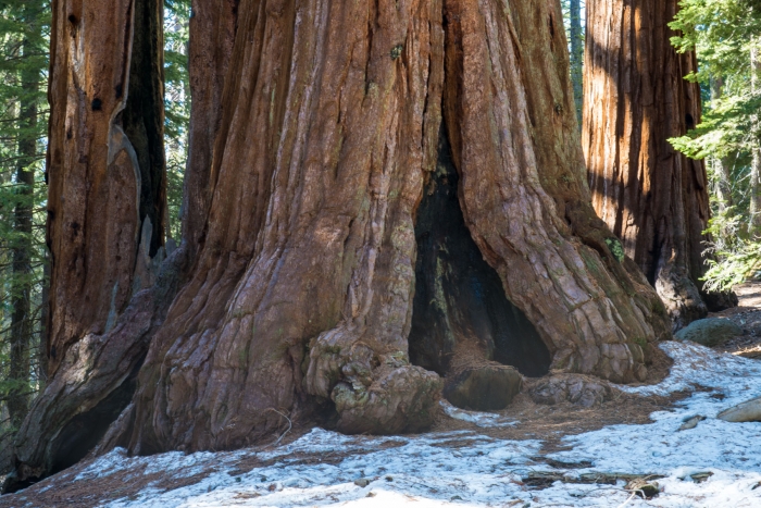 General Sherman Sequoia +