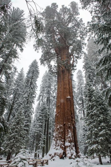 General Grant Sequoia