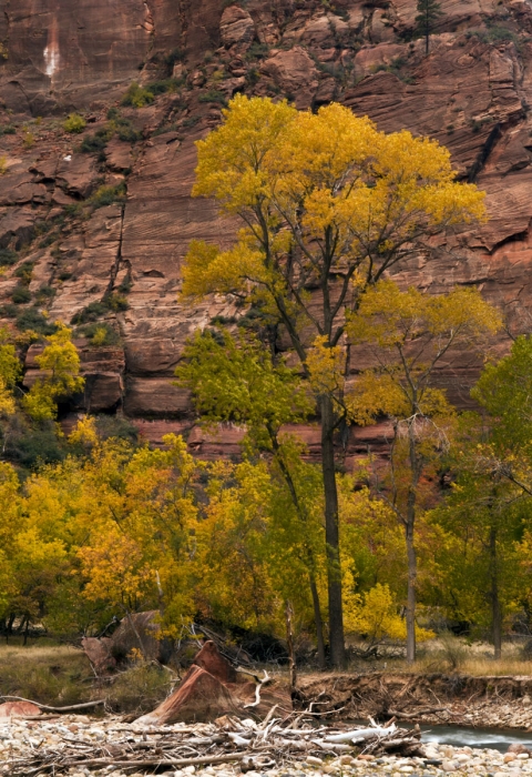 Zion Fall