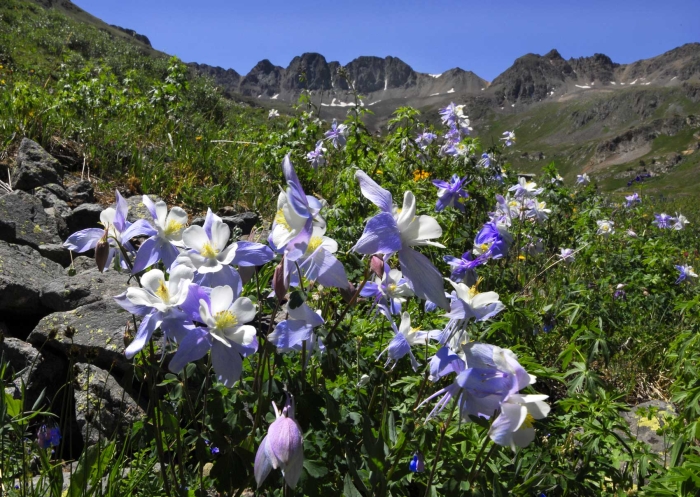 American Peak & Columbines +