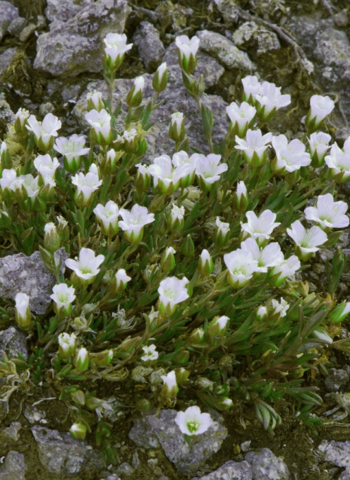 Alpine Phlox in Porphyry Basin +