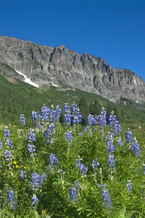 Gothic Mountain Lupine