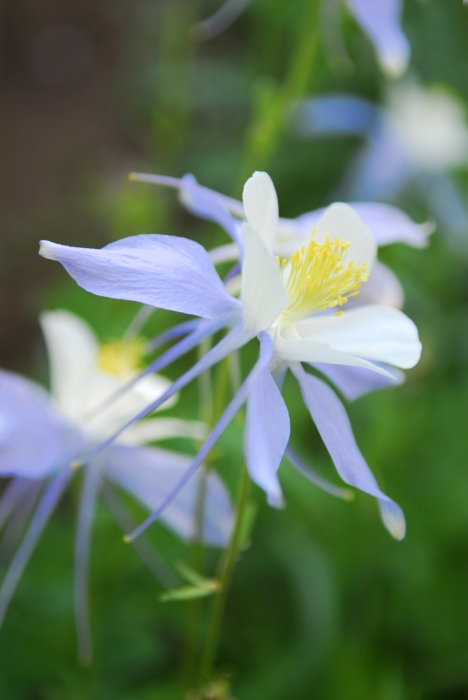 Columbines