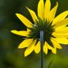 Backlit Sunflower