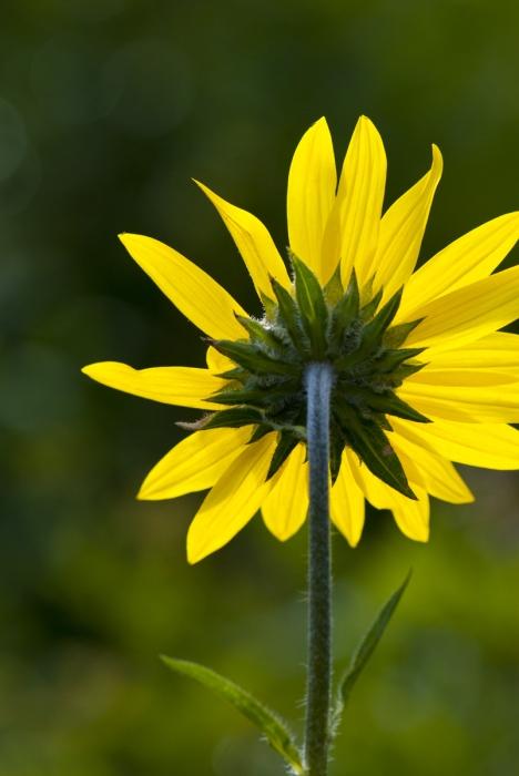 Backlit Sunflower