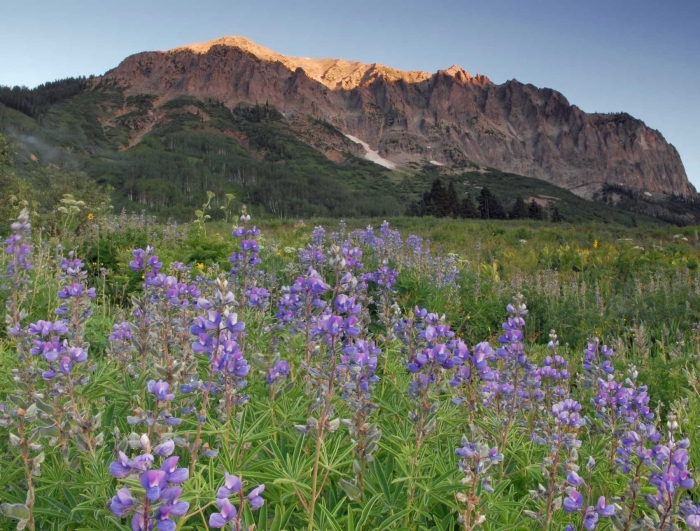 Morning Lupine