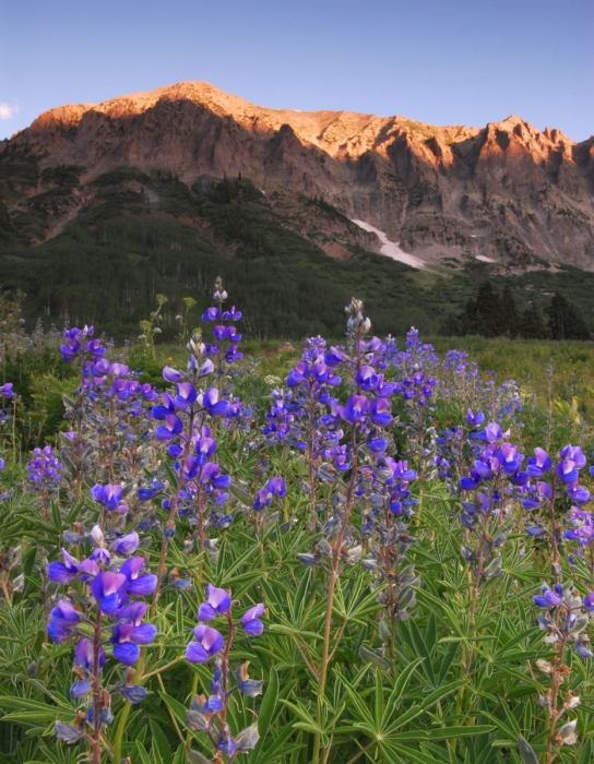 Blue Lupine and Sunrise