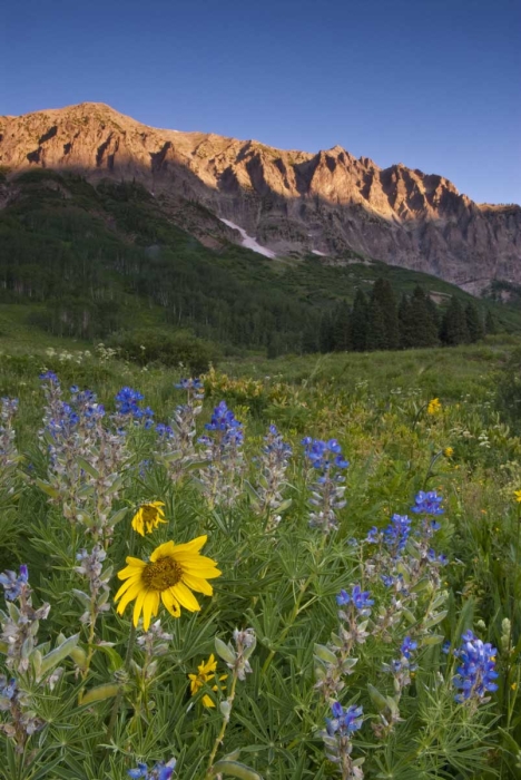 Sunflowers, Lupine and Gothic Mountain